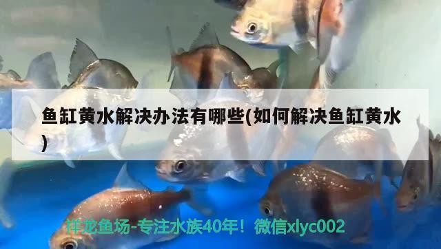 魚缸黃水解決辦法有哪些(如何解決魚缸黃水)