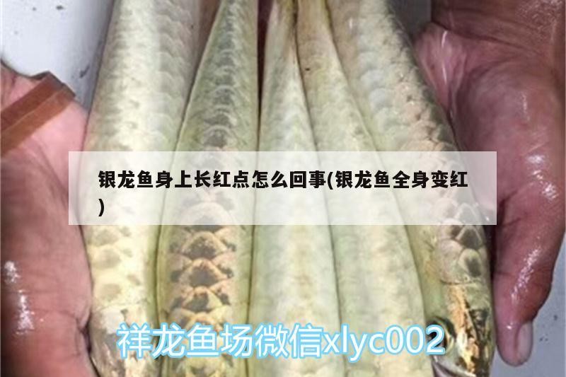 銀龍魚身上長紅點怎么回事(銀龍魚全身變紅) 銀龍魚身上長紅點怎么回事(銀龍魚全身變紅) 銀龍魚百科