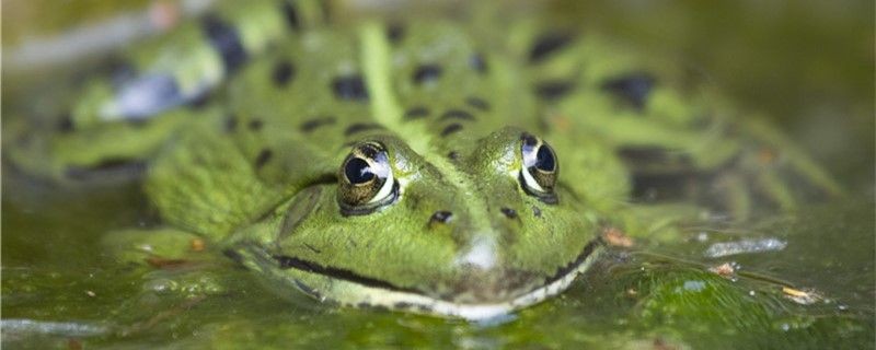 青蛙是爬行動物嗎是水生動物嗎 青蛙是爬行動物嗎是水生動物嗎 森森魚缸