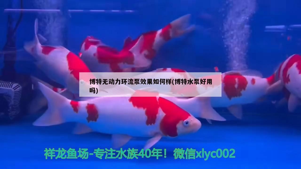 博特無動力環流泵效果如何樣(博特水泵好用嗎)