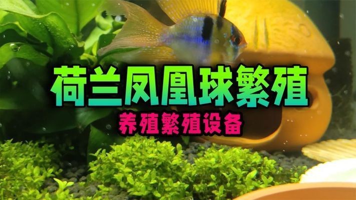 60魚缸養幾條荷蘭鳳凰球：60厘米長的魚缸可以養荷蘭鳳凰球,60厘米長的魚缸