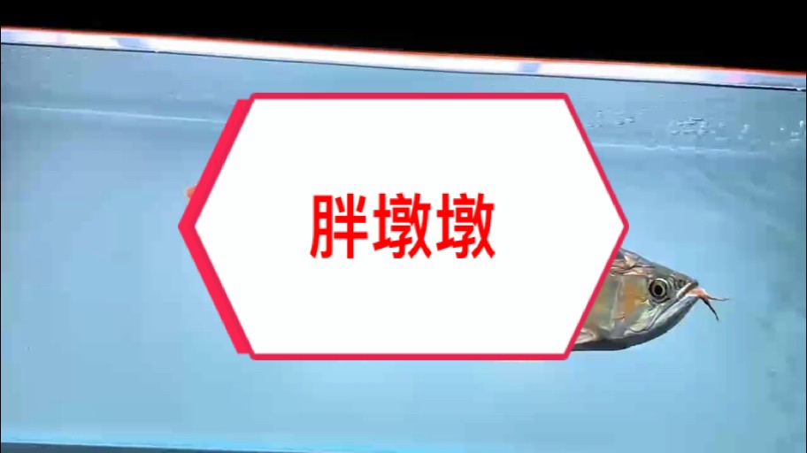 氣場全開！！！
古老血統(tǒng)紅龍魚讓您真正體驗一把什么是紅龍的威武霸氣和震撼感！
#萬隆天王紅龍 #超冠F2 #紅龍魚