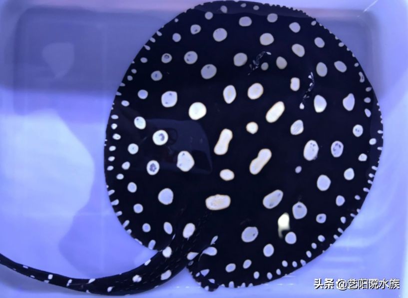 魟魚一周喂一次可以嗎有毒嗎：魟魚一周喂一次可以嗎