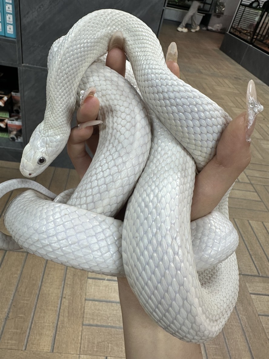 成體白娘一米五多