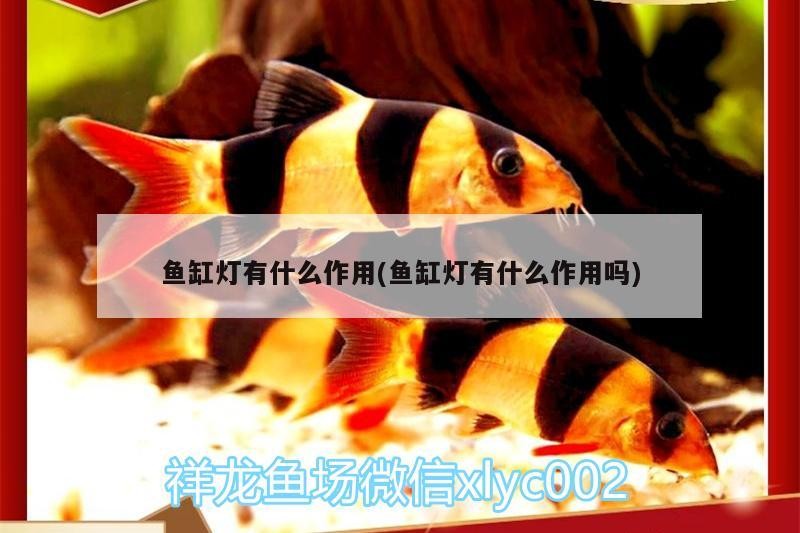 魚缸燈有什么作用(魚缸燈有什么作用嗎)
