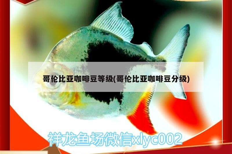 哥倫比亞咖啡豆等級(哥倫比亞咖啡豆分級)