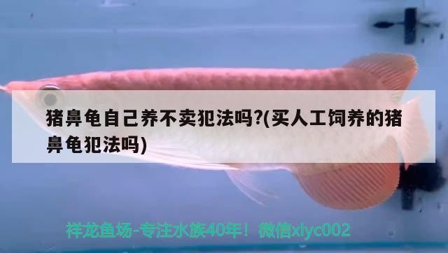 豬鼻龜自己養(yǎng)不賣犯法嗎?(買人工飼養(yǎng)的豬鼻龜犯法嗎)