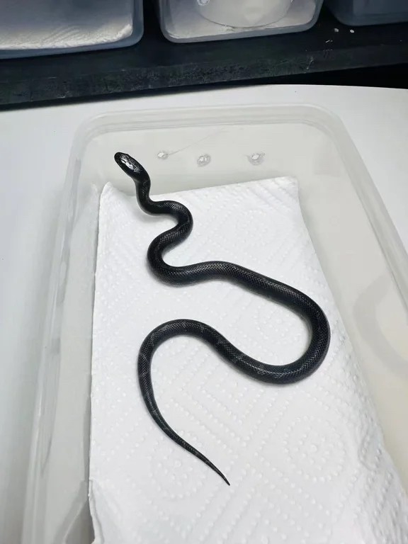 黑王小苗子無毒好飼養