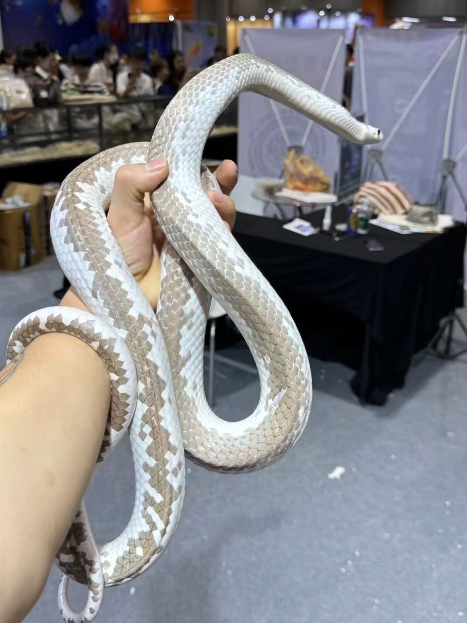 寵物蛇有喜歡的小伙伴可以咨詢