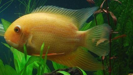 紅龍魚什么樣的體型好看又好養(yǎng)：紅龍魚的外觀特征和飼養(yǎng)細(xì)節(jié)