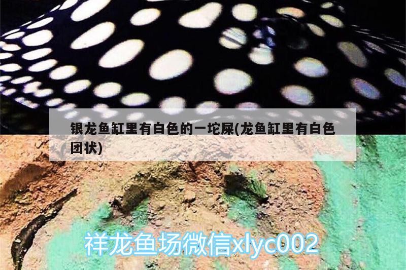 銀龍魚缸里有白色的一坨屎(龍魚缸里有白色團狀)