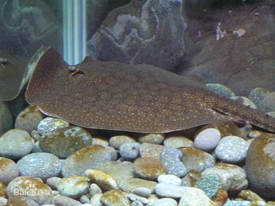 魟魚的尾巴有什么用途嗎視頻教學：魟魚的尾巴是其重要的生理結構具有多種重要的功能