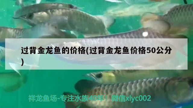 過背金龍魚的價格(過背金龍魚價格50公分)