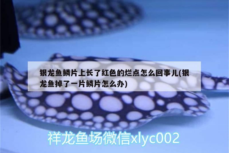 銀龍魚鱗片上長了紅色的爛點怎么回事兒(銀龍魚掉了一片鱗片怎么辦)