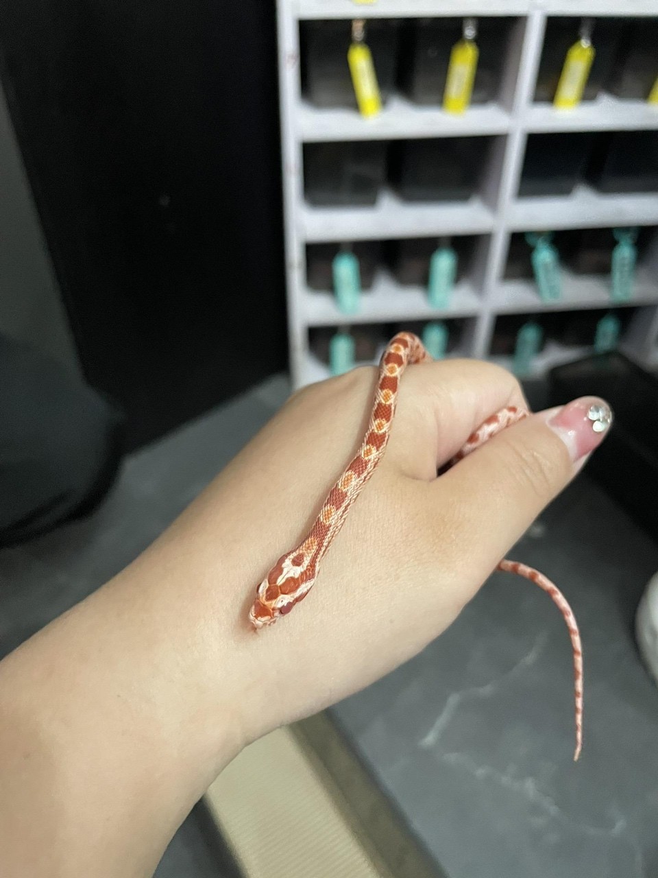 可可愛愛的小玉米