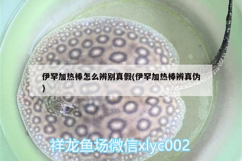 伊罕加熱棒怎么辨別真假(伊罕加熱棒辨真偽)