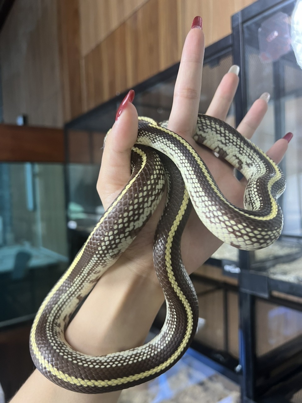 加州王，特價出 加州王，特價出 龍魚論壇 第2張