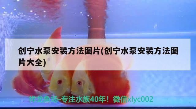 創寧水泵安裝方法圖片(創寧水泵安裝方法圖片大全)