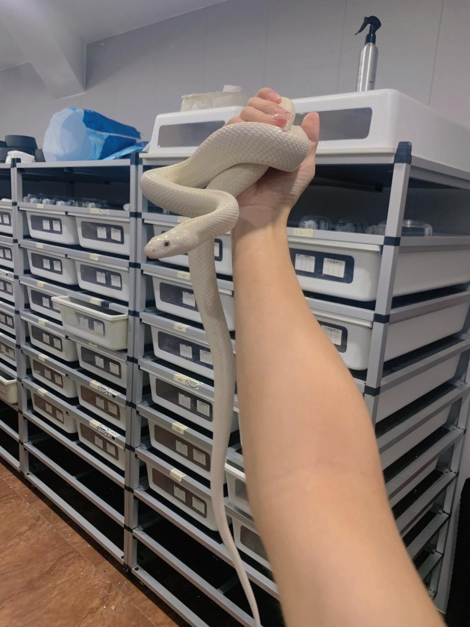 白娘，純白色小蛇