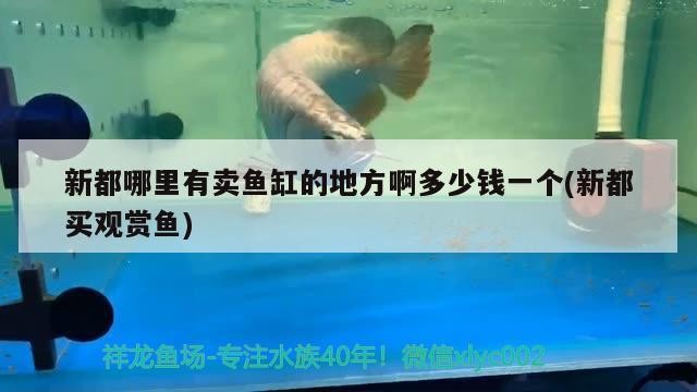 新都哪里有賣魚缸的地方啊多少錢一個(新都買觀賞魚)