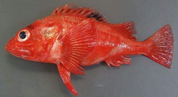 紅龍魚海水魚哪個好養一點：紅龍魚與海水魚價格對比