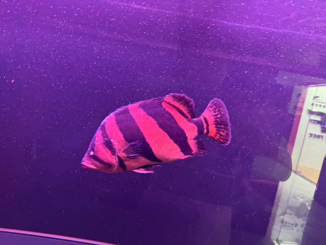 45cm大虎