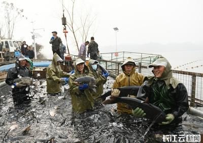 襄樊龍魚vs祥龍魚場(關于襄樊龍魚的信息無法直接對比襄樊龍魚與祥龍魚場) 全國水族館企業名錄 第3張 襄樊龍魚vs祥龍魚場(關于襄樊龍魚的信息無法直接對比襄樊龍魚與祥龍魚場) 襄樊龍魚vs祥龍魚場(關于襄樊龍魚的信息無法直接對比襄樊龍魚與祥龍魚場) 全國水族館企業名錄 第3張