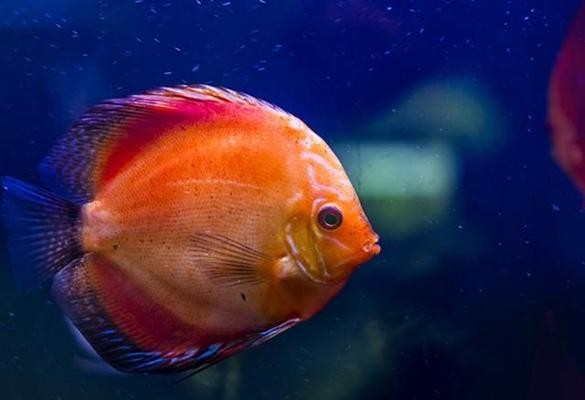 揭秘天價錦鯉，一條魚為何能賣到上千萬？ 揭秘天價錦鯉，一條魚為何能賣到上千萬？ 龍魚百科 第3張