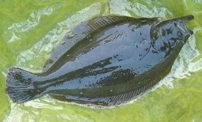 魟魚能吃嗎？怎么做？：[需手動填充]魚怎么做？ 魟魚能吃嗎？怎么做？：[需手動填充]魚怎么做？ 魟魚百科 第2張