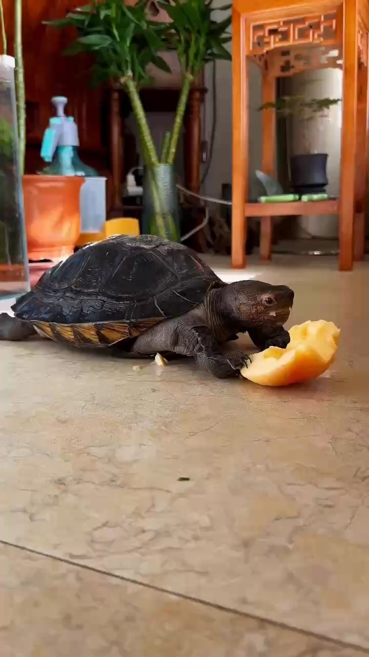 玄武