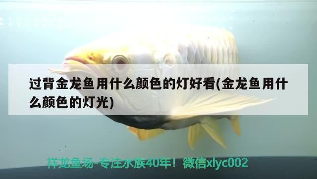 過背金龍魚用什么顏色的燈好看(金龍魚用什么顏色的燈光)