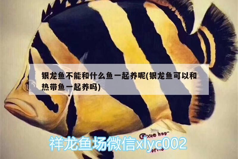銀龍魚不能和什么魚一起養(yǎng)呢(銀龍魚可以和熱帶魚一起養(yǎng)嗎) 銀龍魚不能和什么魚一起養(yǎng)呢(銀龍魚可以和熱帶魚一起養(yǎng)嗎) 銀龍魚百科