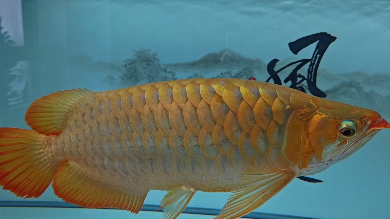 我最自在[haha][haha][haha] 我最自在[haha][haha][haha] 龍魚論壇