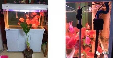 80長的魚缸寬多少合適：80厘米長的魚缸在寬度上的選擇