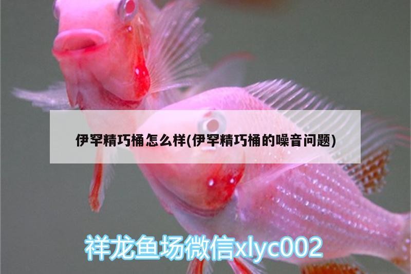 伊罕精巧桶怎么樣(伊罕精巧桶的噪音問題) 伊罕精巧桶怎么樣(伊罕精巧桶的噪音問題) 伊罕水族