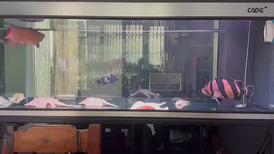 奧利給 奧利給 龍魚(yú)論壇