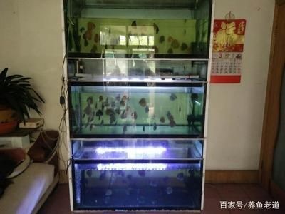 1米八的魚缸適合養(yǎng)多少條魚:1米8的魚缸容量決定了可以養(yǎng)1厘米體長(zhǎng)的魚的容量 魚缸百科 第3張 1米八的魚缸適合養(yǎng)多少條魚:1米8的魚缸容量決定了可以養(yǎng)1厘米體長(zhǎng)的魚的容量 1米八的魚缸適合養(yǎng)多少條魚:1米8的魚缸容量決定了可以養(yǎng)1厘米體長(zhǎng)的魚的容量 魚缸百科 第3張