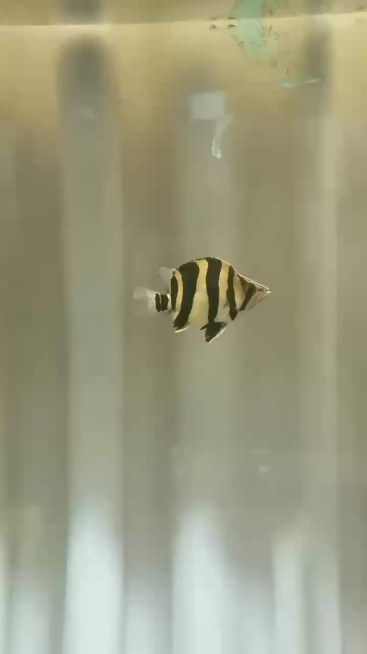 福虎9厘米