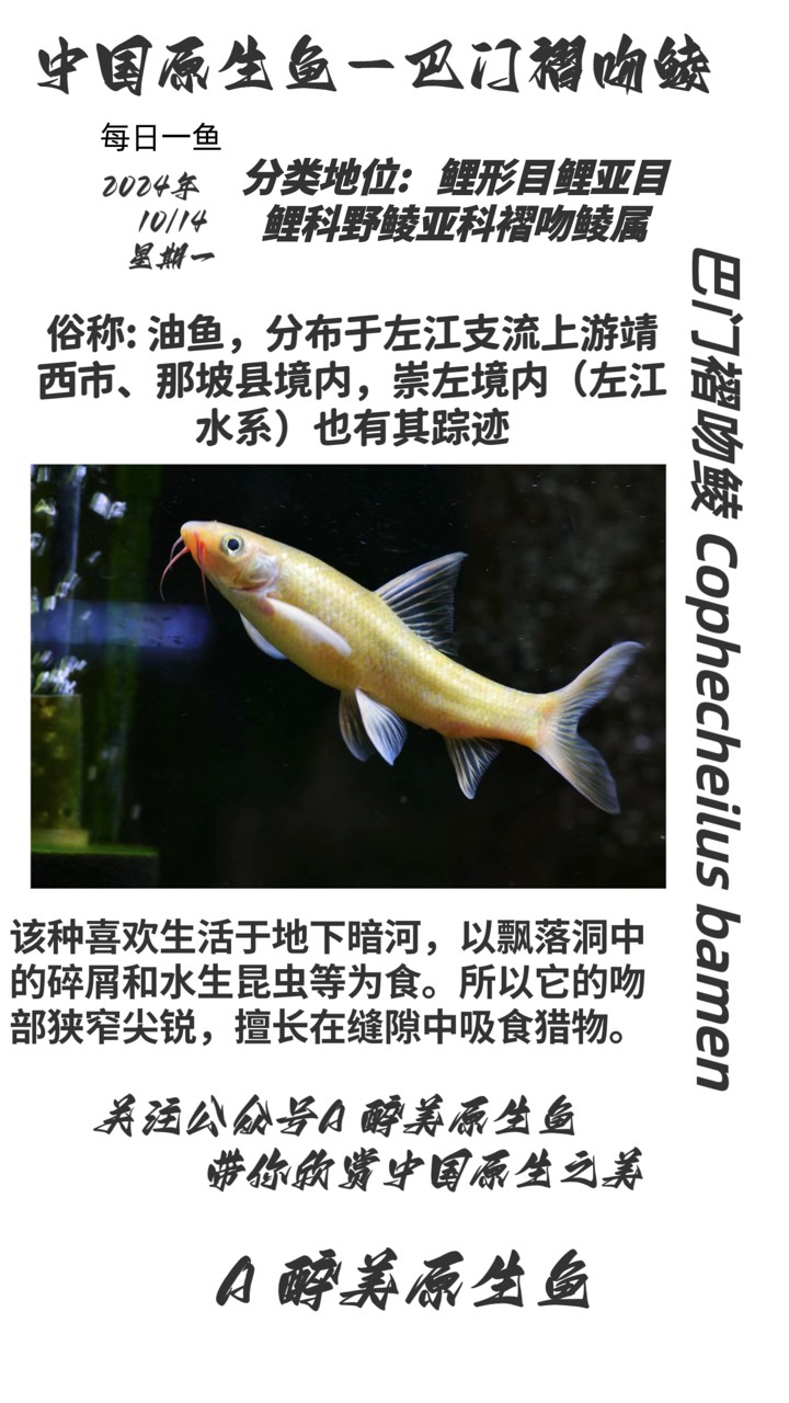 巴門褶吻鯪
