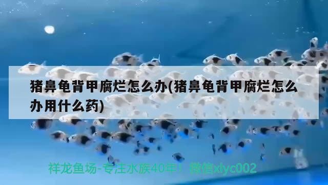 豬鼻龜背甲腐爛怎么辦(豬鼻龜背甲腐爛怎么辦用什么藥)