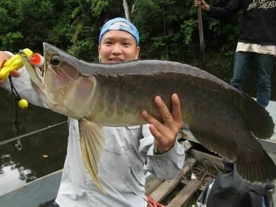 大金龍魚可以吃嗎怎么喂