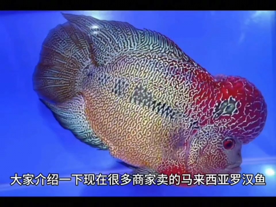 科普帖—之馬來西亞羅漢魚珍珠等于馬騮