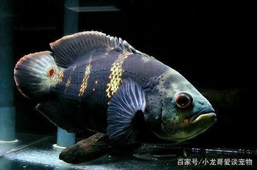 錦鯉半夜跳缸的五大原因及應對策略