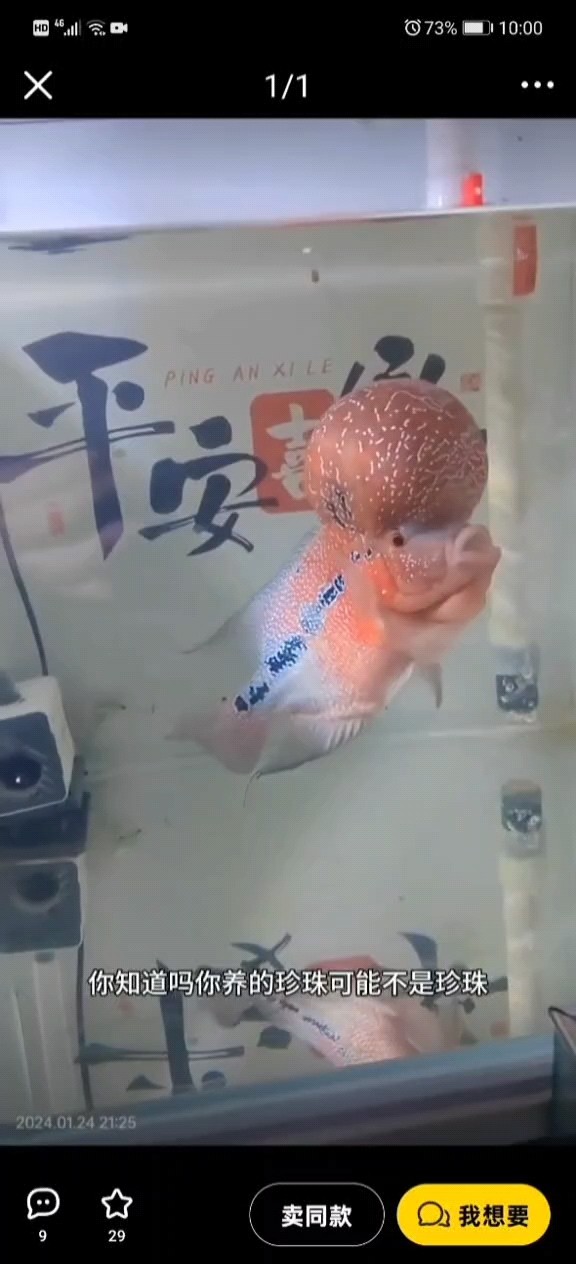 科普貼——不好意思鴻運不是珍珠