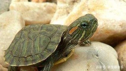 金魚最忌三種顏色，飼養者必知的色彩禁忌