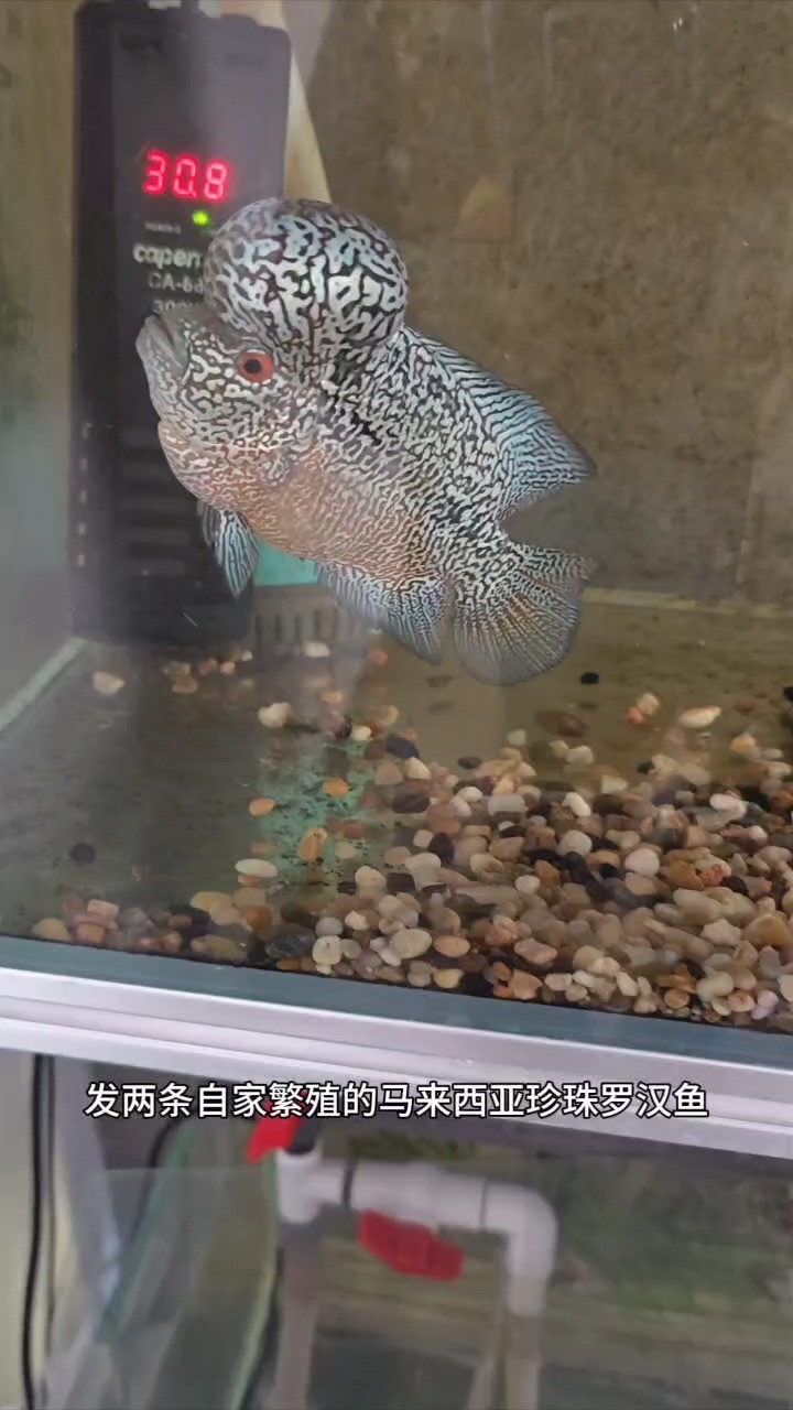馬來西亞珍珠羅漢魚繁殖