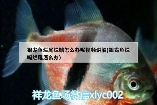 龍魚爛嘴爛鰭vs祥龍魚場：“龍魚爛嘴爛鰭”與“祥龍魚場”是兩個備受關注的議題