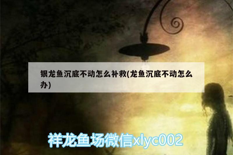 銀龍魚沉底不動怎么補救(龍魚沉底不動怎么辦)