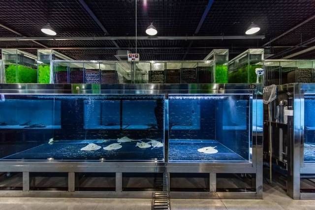 魟魚繁殖池：魟魚繁殖池尺寸