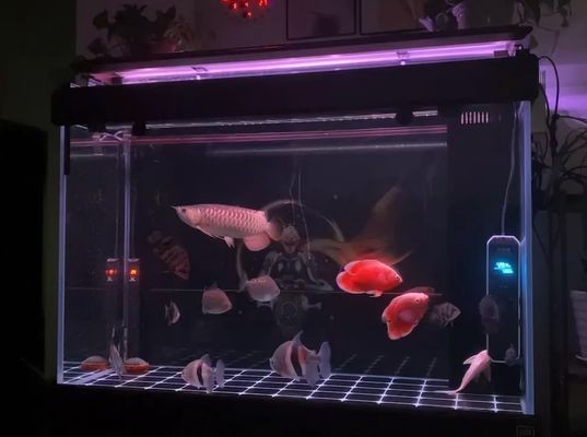 龍魚外寄大白片用法詳細vs祥龍魚場：龍魚外寄大白片使用注意事項龍魚外寄大白片使用注意事項 龍魚外寄大白片用法詳細vs祥龍魚場：龍魚外寄大白片使用注意事項龍魚外寄大白片使用注意事項 vs祥龍魚場 第1張